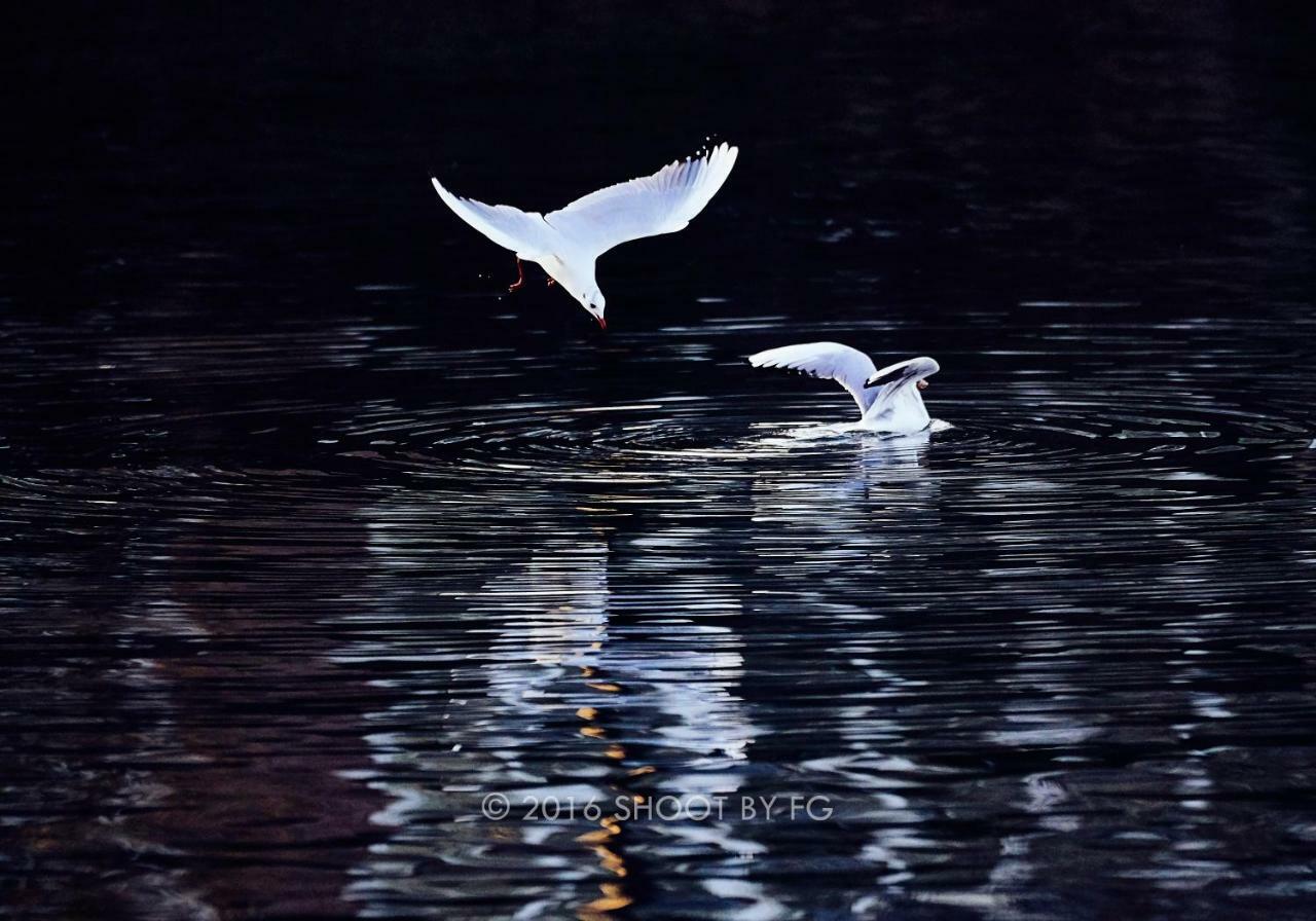 Gite Bord De Marne Paris Bry-sur-Marne Zewnętrze zdjęcie